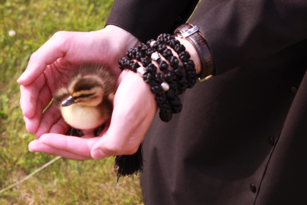 В монастыре Тверской области приютили маленьких утят