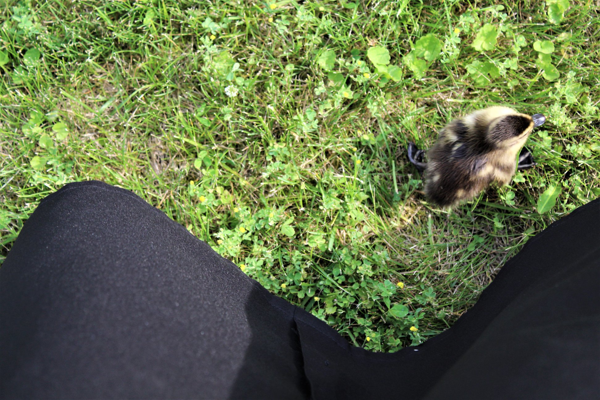 В монастыре Тверской области приютили маленьких утят