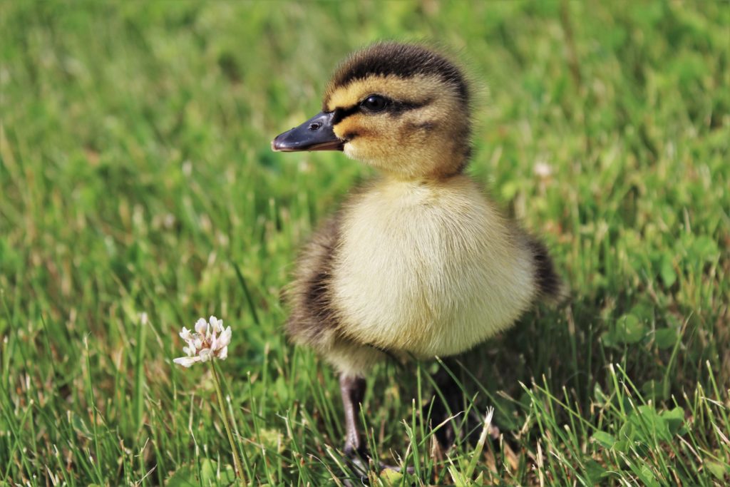 В монастыре Тверской области приютили маленьких утят