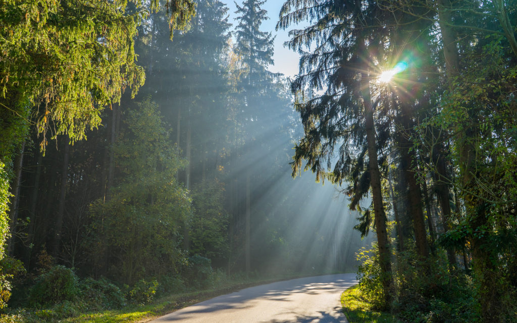 Лесной фонд Тверской области стал еще больше