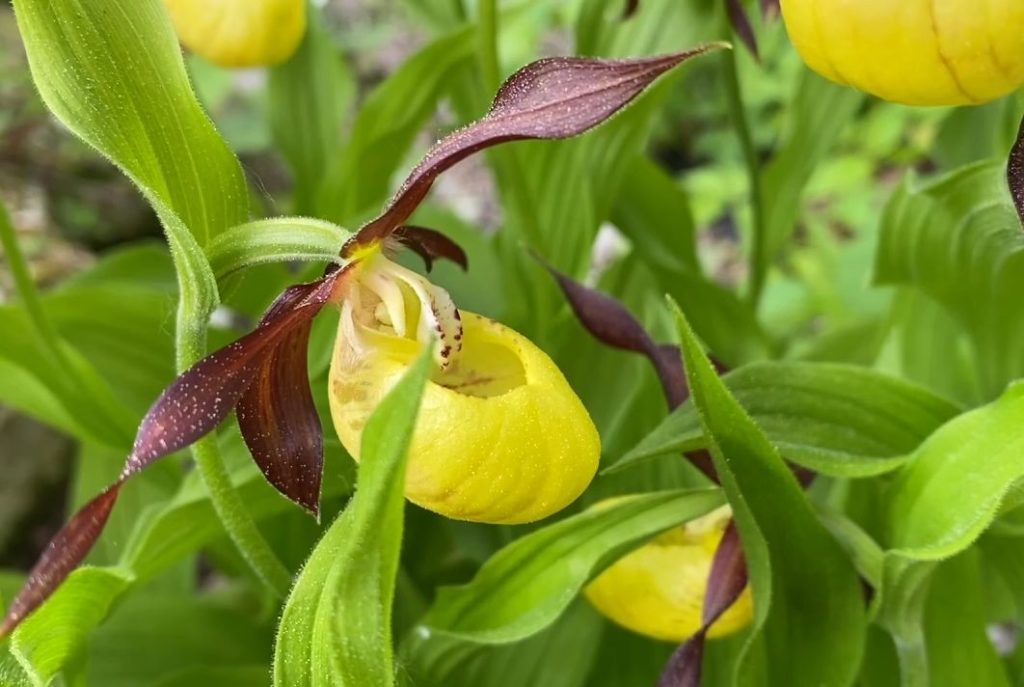 Ботанический сад ТвГУ продолжает цикл видеосюжетов «Весна в Саду Души»