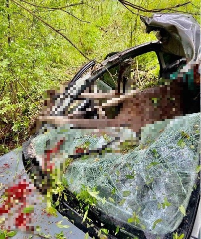 Под Тверью автомобиль сбил лося