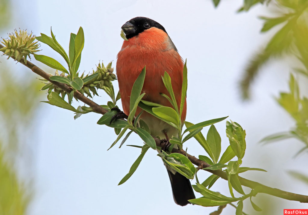 Жительница Тверской области летом сняла на видео снегирей