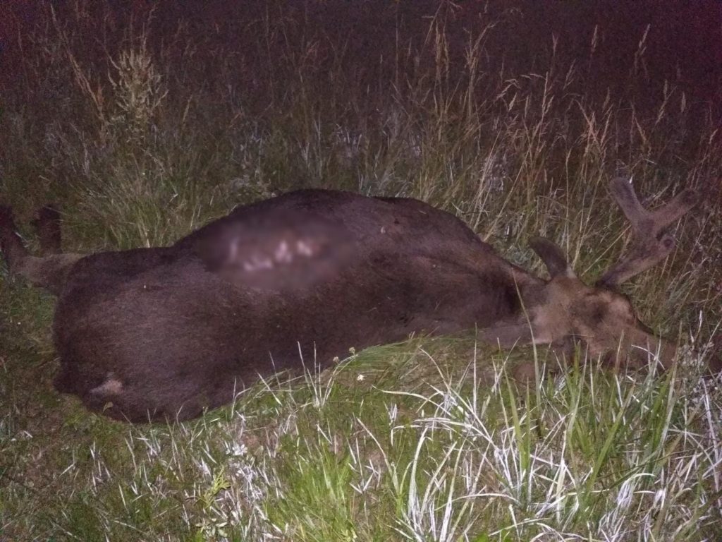 Водители двух машин стали жертвами столкновения с лосями в Тверской области