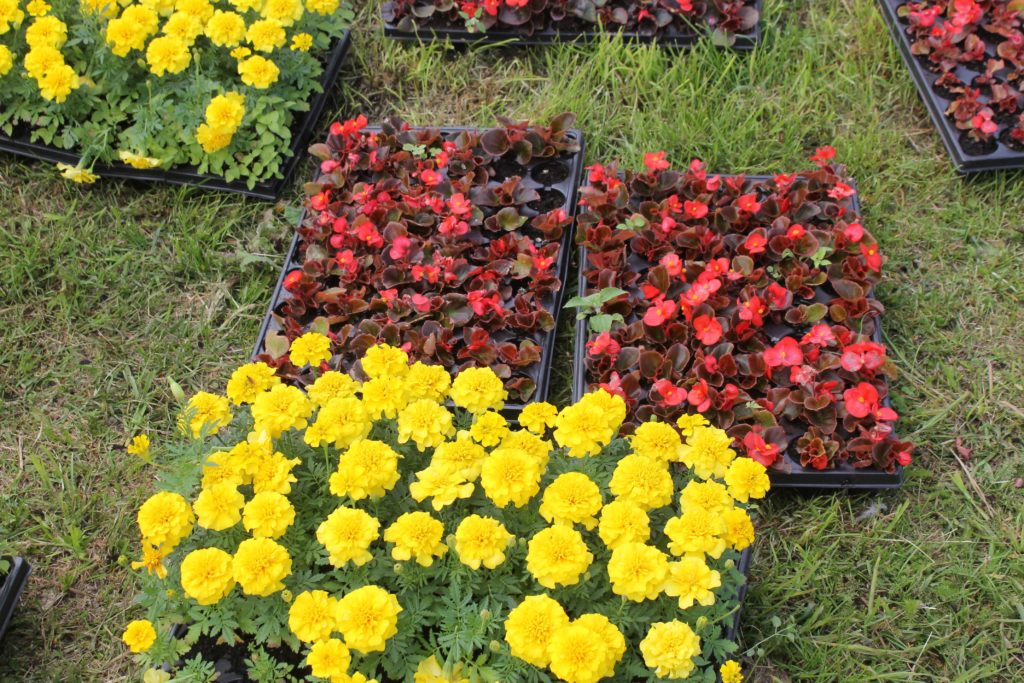 Сезонные работы по благоустройству и озеленению проходят на улицах Твери Сезонные работы по благоустройству и озеленению проходят на улицах Твери