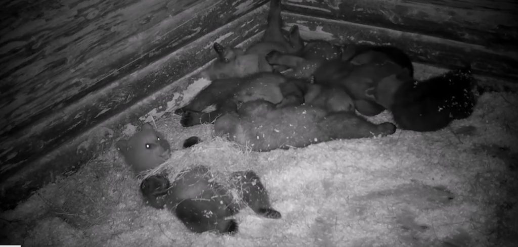 Тверские биологи показали, как спят медвежата