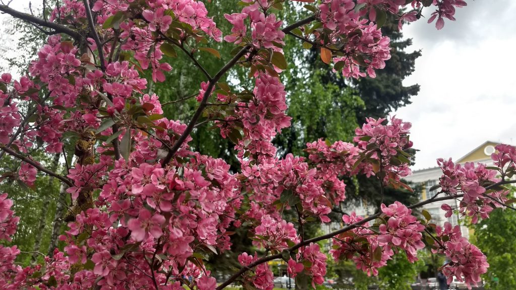 Завтра в Тверской области потеплеет до +19 Завтра в Тверской области потеплеет до +19