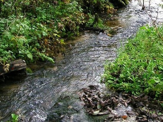 В Старицком районе нашли виновника в массовой смерти рыбы В Старицком районе нашли виновника в массовой смерти рыбы