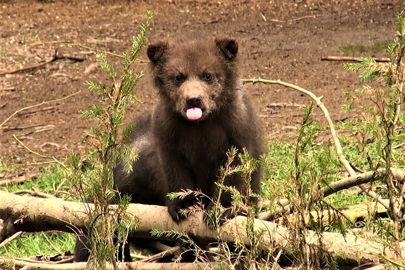 Биологи из Тверской области показали фотографии маленьких медвежат