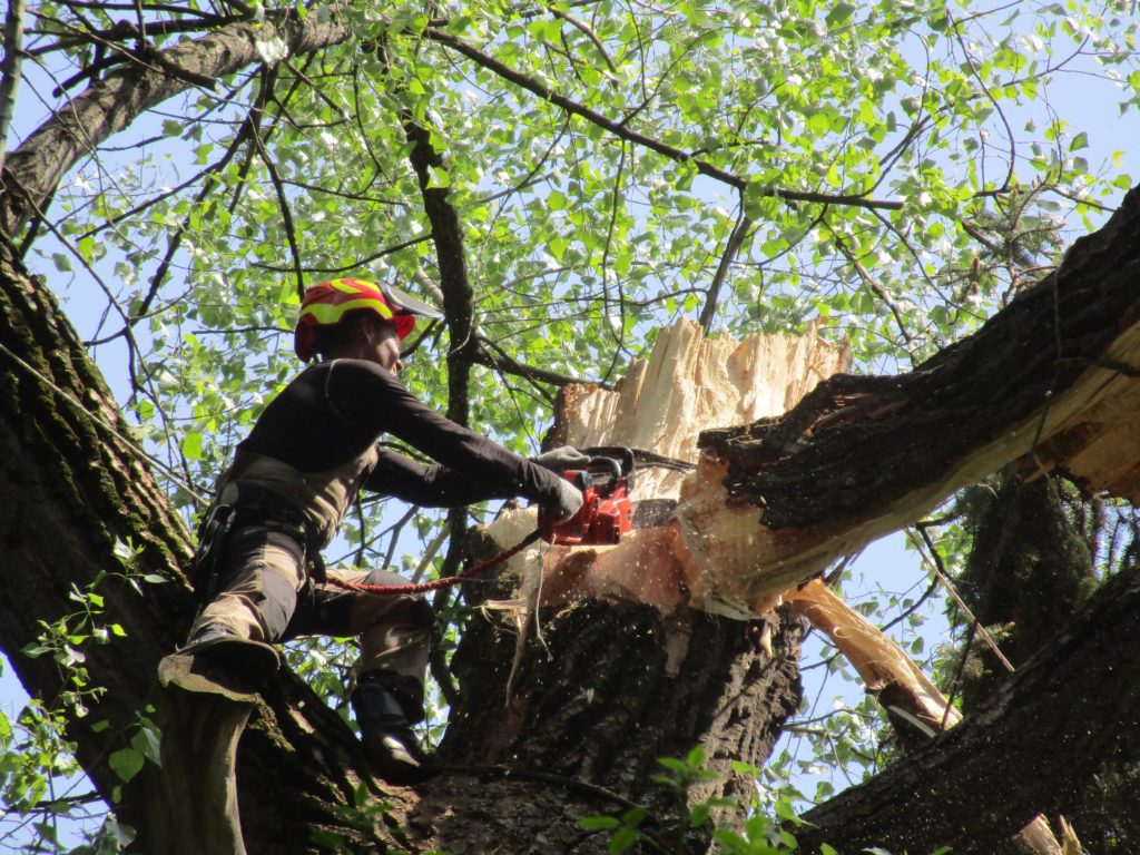 В тверском Ботаническом саду очищают кроны деревьев