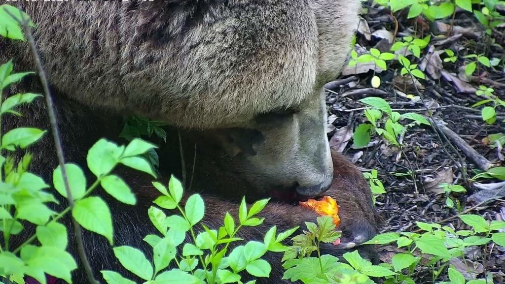 Тверской авиамедведь рассказал, почему любит есть морковь