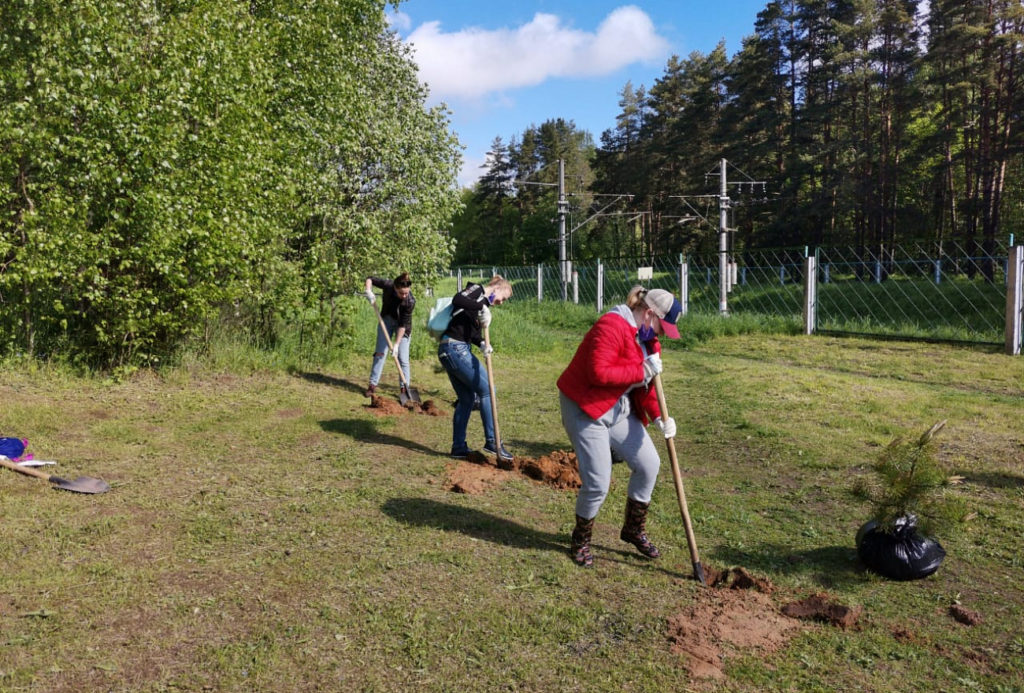 В Комсомольской роще в Твери высадили молодые сосны