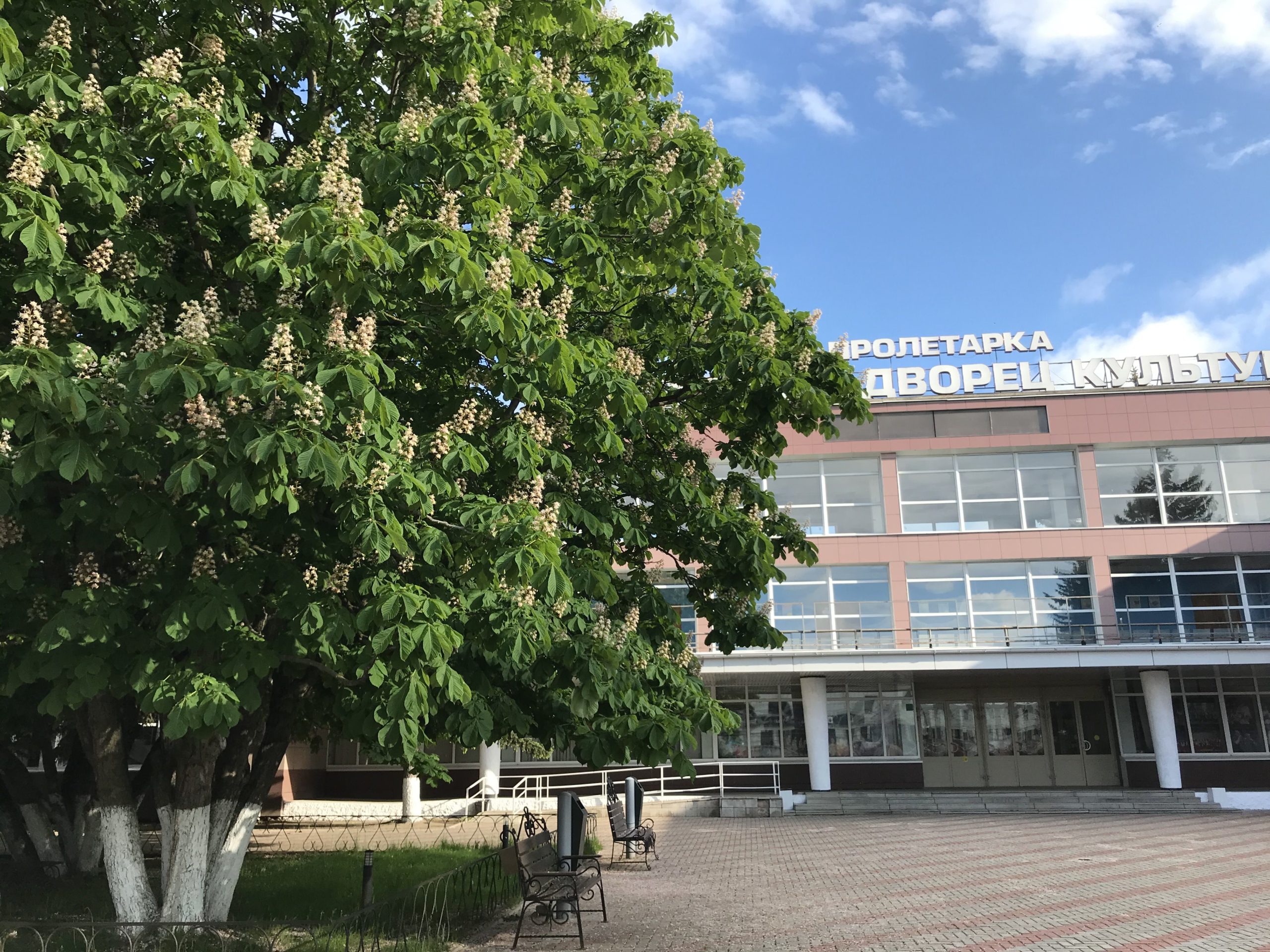 Новая каштановая аллея появилась в парке Дворца культуры «Пролетарка» в Твери Новая каштановая аллея появилась в парке Дворца культуры «Пролетарка» в Твери