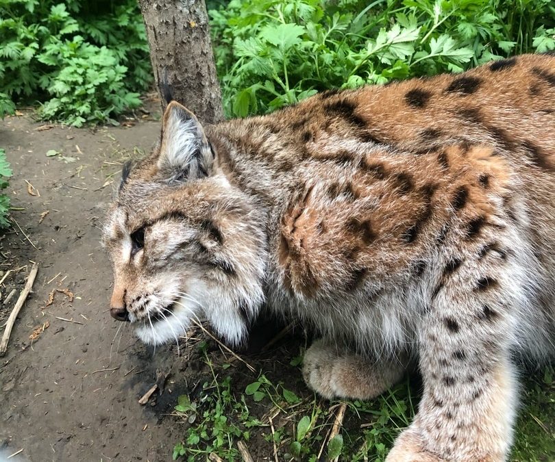 Столичная телезвезда Рыс изменила жизнь в Тверской области Столичная телезвезда Рыс изменила жизнь в Тверской области