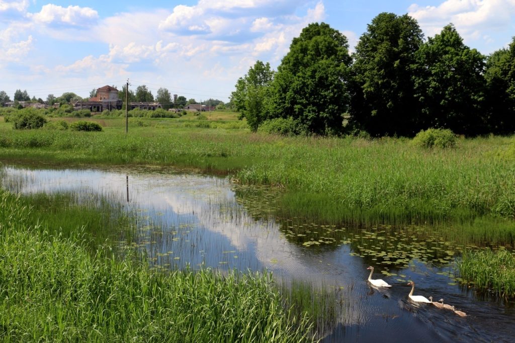 Лебеди стали визитной карточкой Торопецкого района