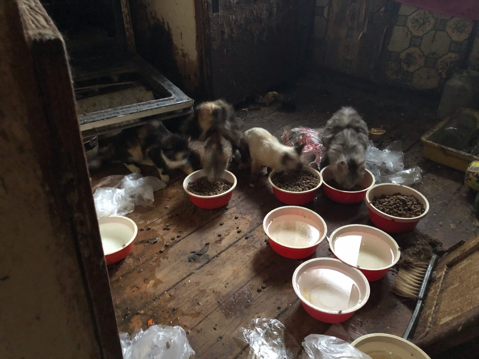 Тверские волонтеры ищут хозяев для брошенных кошек