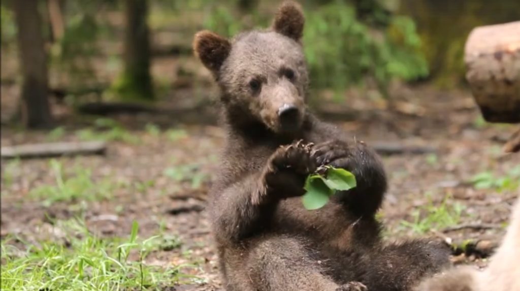 В тверском центре спасения медвежат-сирот записали на видео прогулку старшей группы