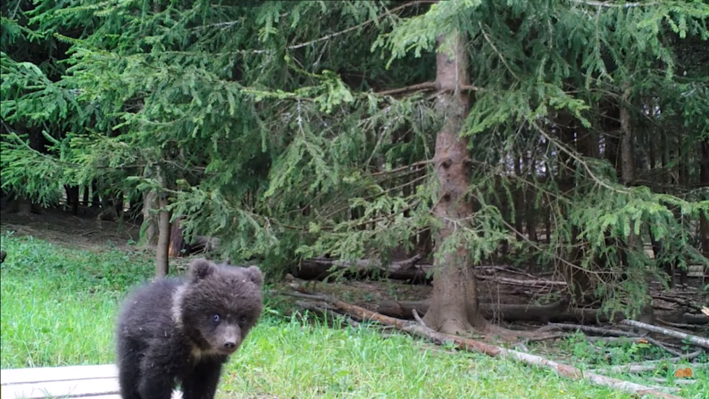 В тверском центре спасения медвежат - сирот появилась новенькая воспитанница