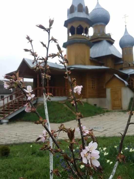 На территории храма в Тверской области зацвела сакура На территории храма в Тверской области зацвела сакура