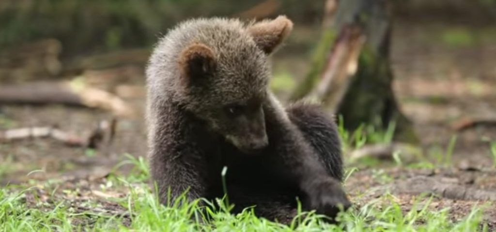 Тверские биологи разместили в соцсетях видео с прогулки медвежат