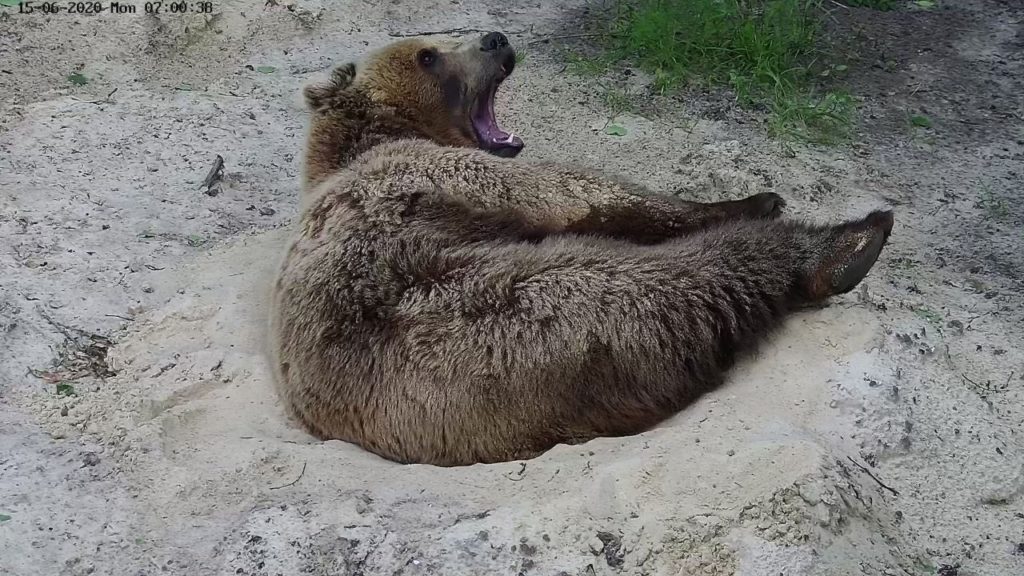 В сети появились новые фото  авиамедведя, воспитанного в Тверской области В сети появились новые фото  авиамедведя, воспитанного в Тверской области