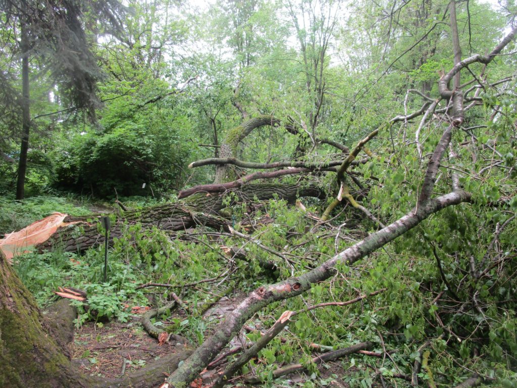 В Тверском ботаническом саду из-за урагана сломалось самое большое дерево В Тверском ботаническом саду из-за урагана сломалось самое большое дерево