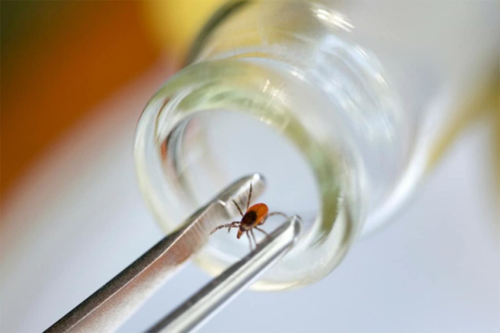 В Тверской области выявлено два случая клещевого энцефалита В Тверской области выявлено два случая клещевого энцефалита