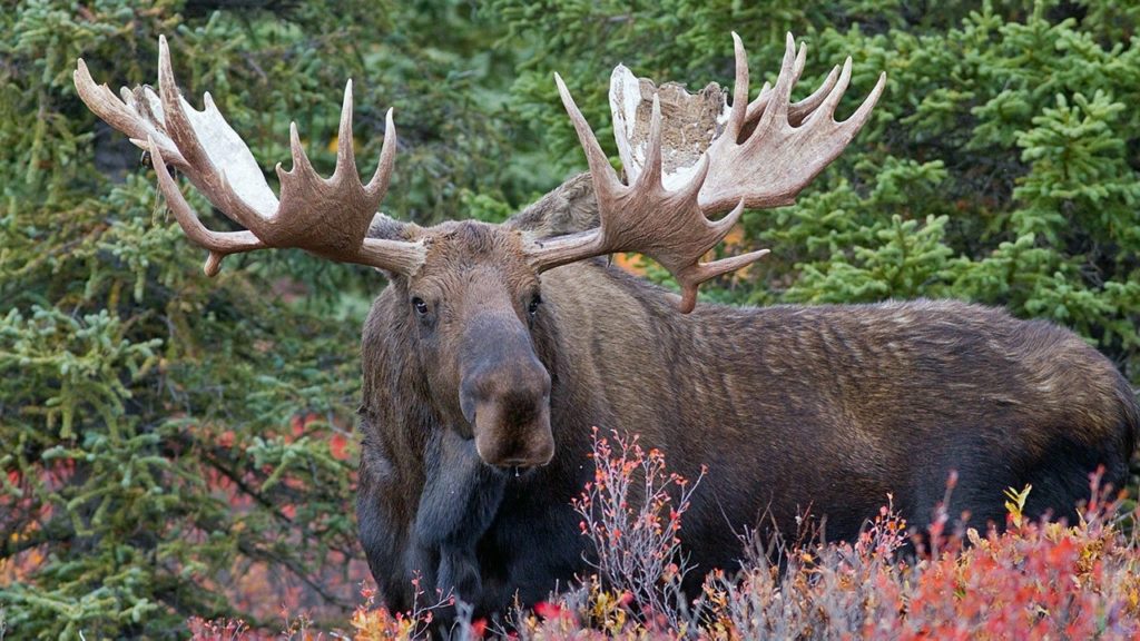 Под Тверью автомобиль сбил лося