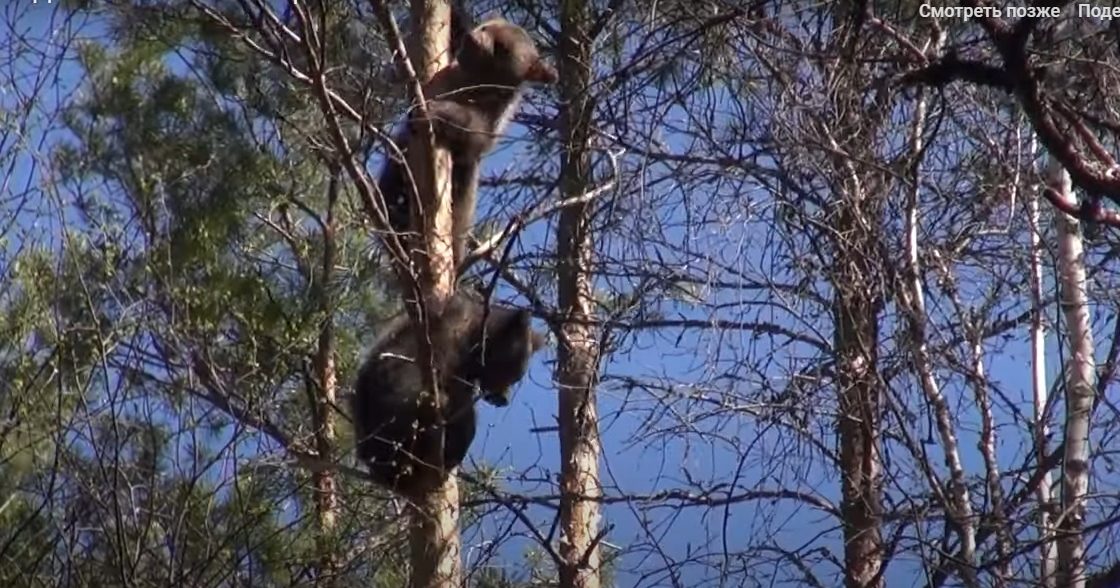 Медвежата-сироты из Тверской области покоряют новые вершины