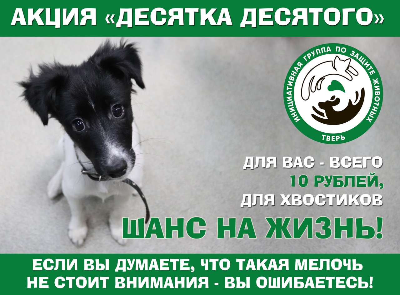 В Твери стартовала акция помощи бездомным животным