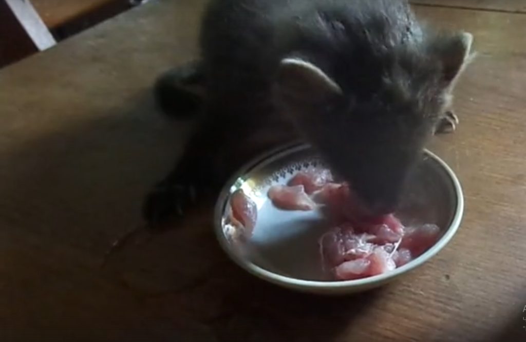 Тверские биологи показали, как кормят маленькую куницу Тверские биологи показали, как кормят маленькую куницу