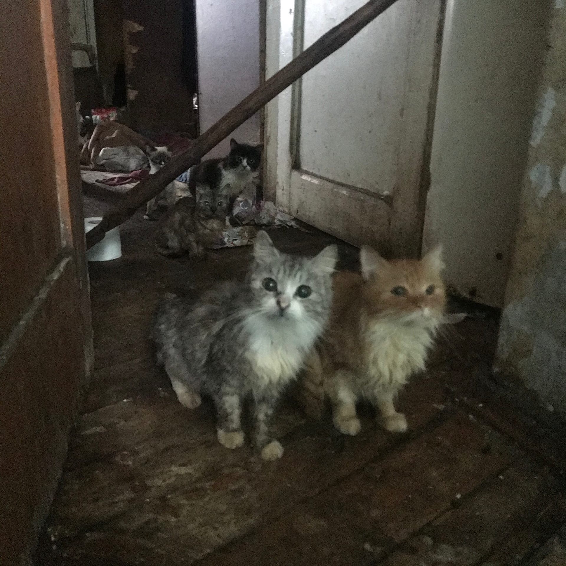 Тверские волонтеры ищут хозяев для брошенных кошек