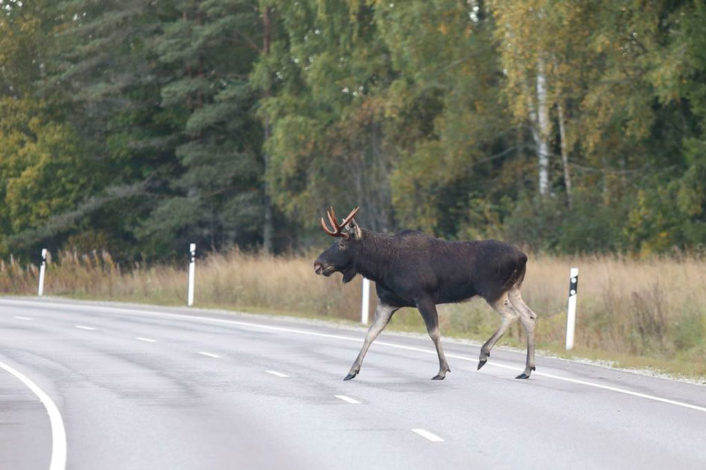 Лось стал причиной ДТП в Тверской области