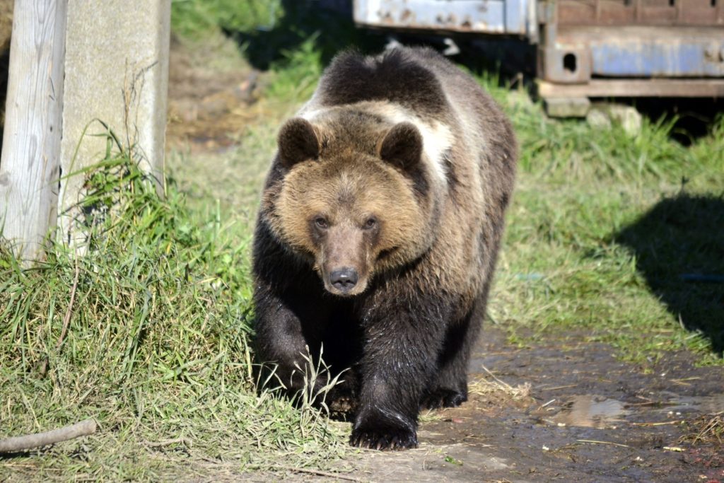 Жителям Тверской области показали детскую фотографию авиамедведя Мансура
