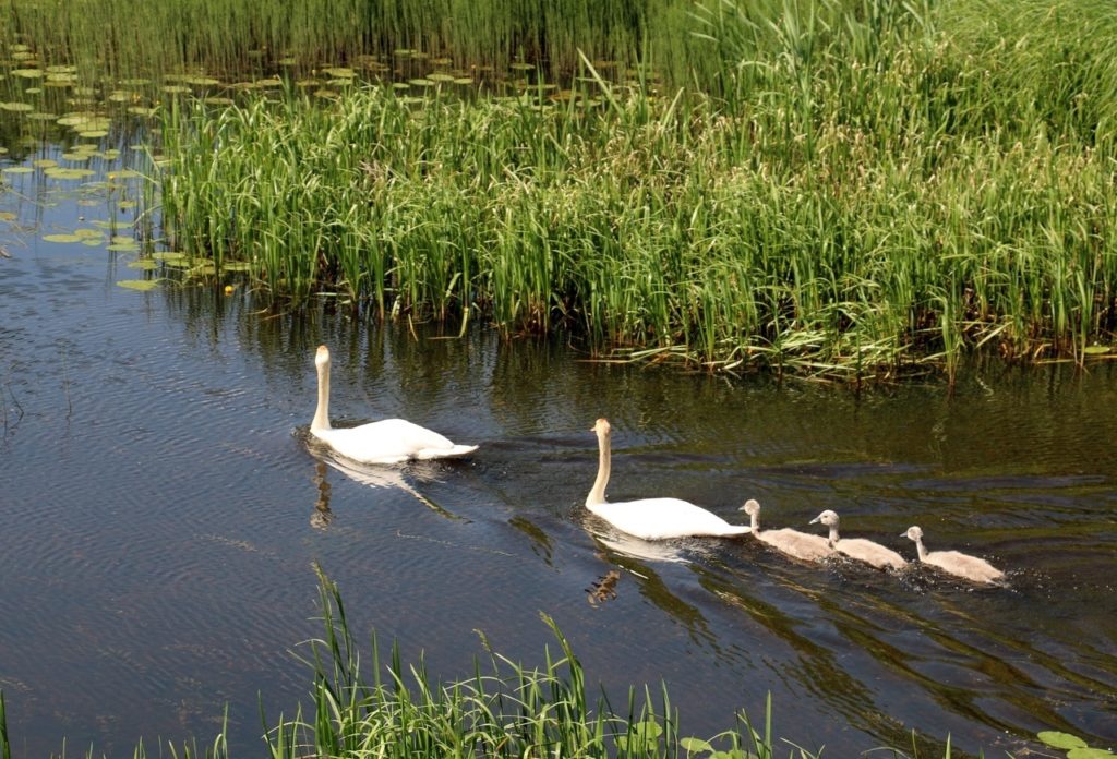 Лебеди стали визитной карточкой Торопецкого района