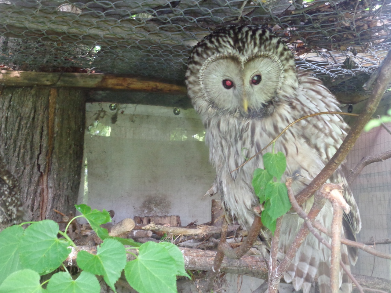 Птенцы от тверской совы стали совсем взрослыми