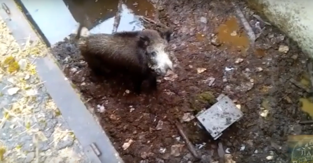 Появилось видео спасения кабана из ямы в Тверской области