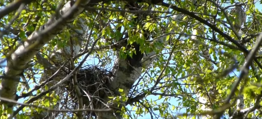 В центре Твери поселилась семья соколов