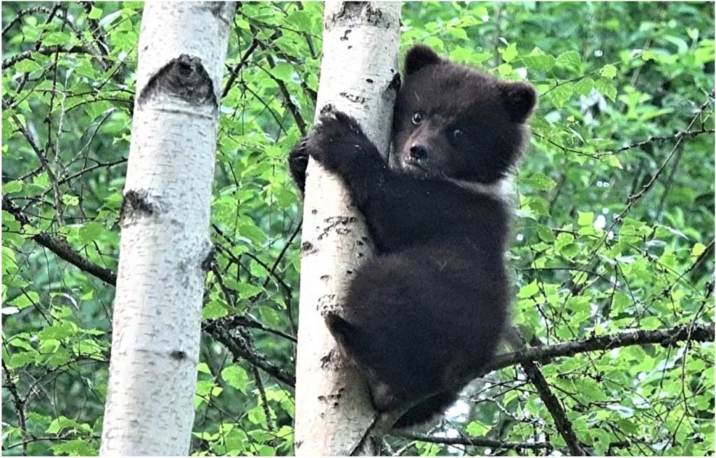 В Тверской области спасли медвежонка от верной гибели