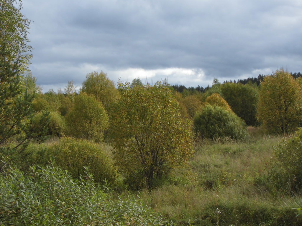 Россельхознадзор по Тверской области назначил крупный штраф владельцу 100 гектаров земли Россельхознадзор по Тверской области назначил крупный штраф владельцу 100 гектаров земли