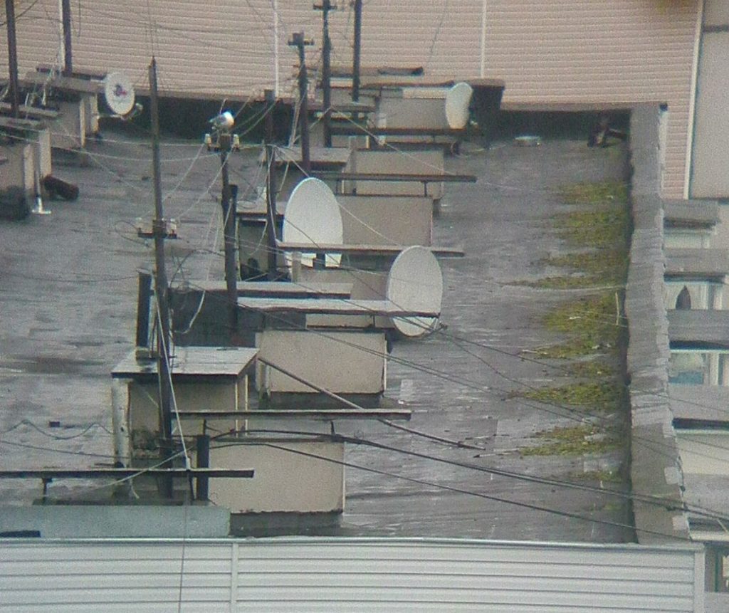 В Тверской области чайки стали гнездиться на крышах домов