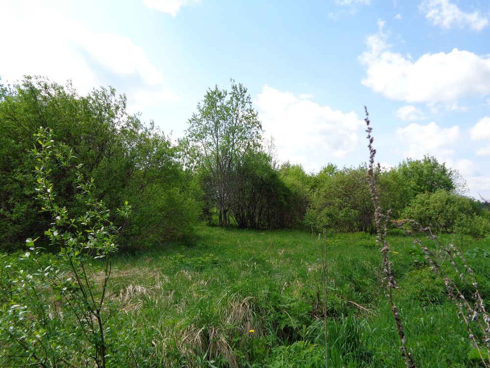 В Тверской области свыше 100 гектаров сельхозземель заросли деревьями и кустарником