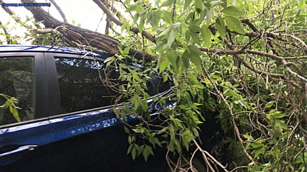 Администрация Вышнего Волочка выплатит ущерб за упавшее на машину дерево
