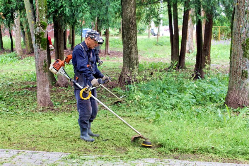 Цвети, наш город-сад: в Твери сажают цветы, пропалывают газоны и косят траву