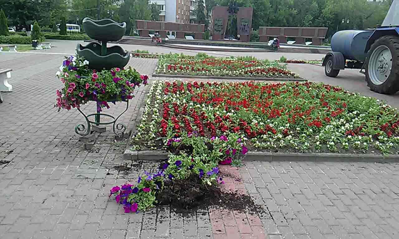 Инженер «Зеленстроя» рассказал про атаку вандалов на цветочные клумбы на воинском мемориале в Твери