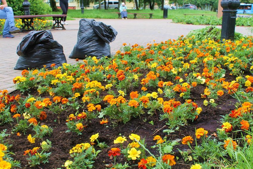 Цвети, наш город-сад: в Твери сажают цветы, пропалывают газоны и косят траву