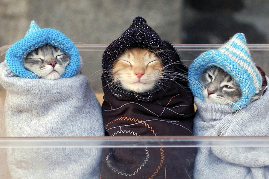 Похолодало. Прикольные котята. Смешные коты. Кот в пеленке. Котику холодно.
