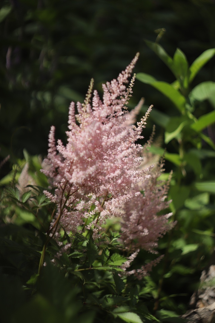 В тверском Саду души появились розовые тени