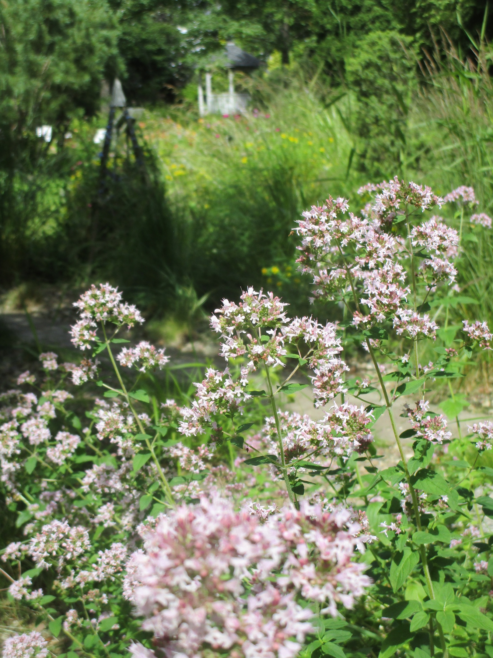 Восхитительные цветы распустились в тверском Ботаническом саду