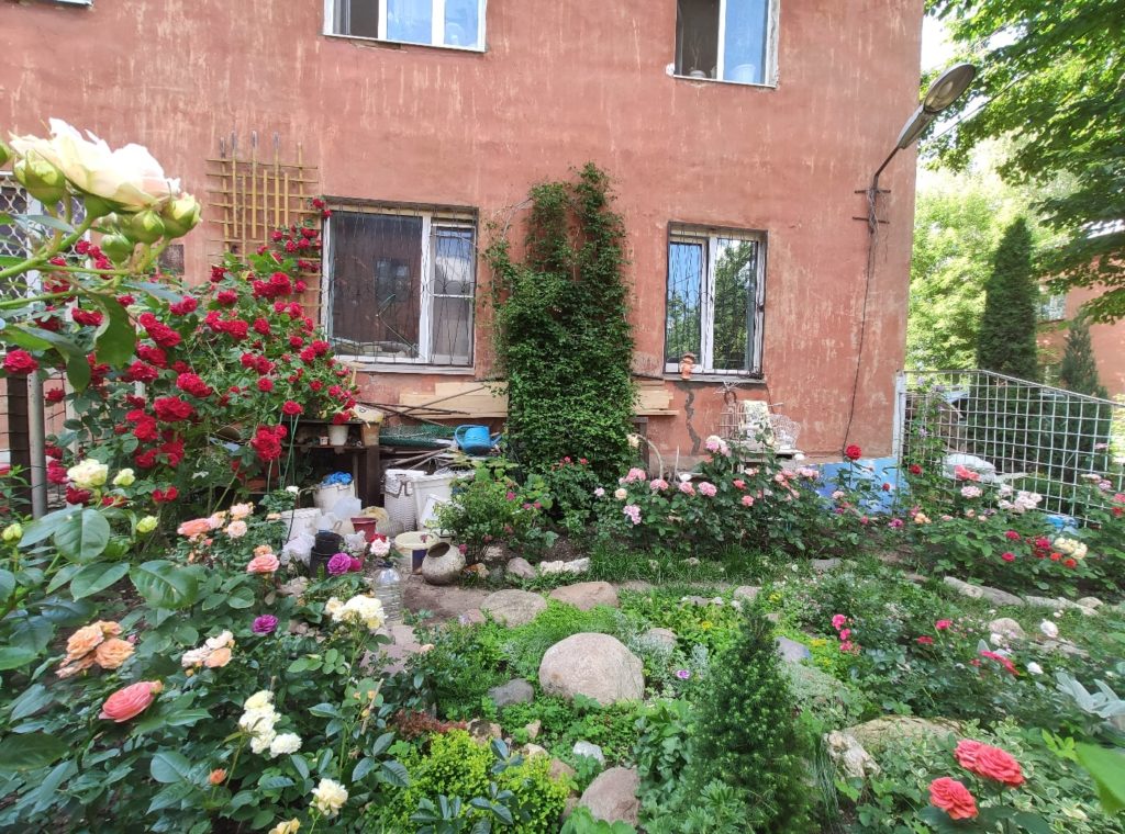 Шикарные розы выросли в одном из дворов Твери